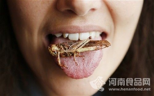 多吃昆虫